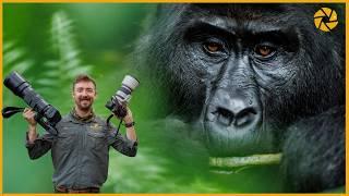 Capturing Wild Gorillas And Chimps: Photo Tips And Gear Recommendations!