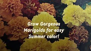 Grow AMAZING marigolds with these tips!