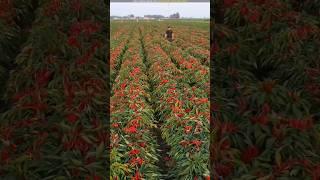 China's amazing chilli farming technique 