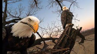 Kansas Bald Eagles. (National Bird)