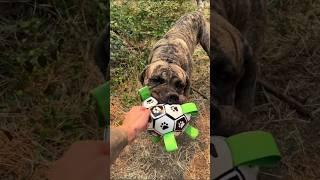 A toy your dog will actually love  #dog #mastiff #pettoys #furbuddies