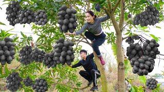 Harvesting Black Mango Plum Go to market sell - Animal Care - A Day in the Life of A Ranchin' Girl