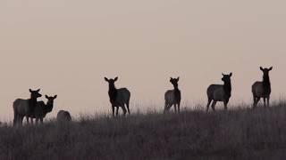 American Prairie purchases wildlife-rich Blue Ridge Ranch