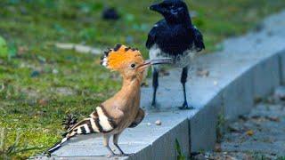 Magpie's Reaction When it Meets an Exotic Bird (Eurasian Hoopoe)