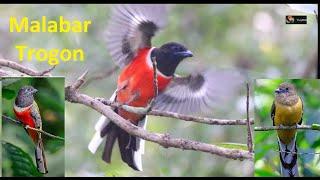 Malabar trogon in dense natural habitat of Eastern Ghats | Berbera forest | Watch TrulyWild in 4K