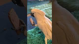 Cockatoo approves Mom putting something in his man cave