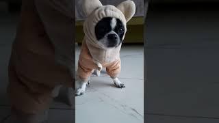 #фотосессияlovestory #chihuahua #собака #чихуашечкамоя