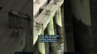 Crowd cheers as ducklings jump from bridge to Mom in viral video