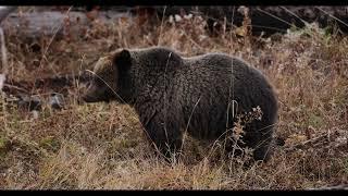 OldGuyDIY - Grizzly Bear Video Yellowstone National Park October 2021. Sow & Cubs