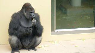 There was no sign of Nene. But the day the keeper gave us the good news｜Shabani Group