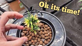 STUNTED - DWC vs SOIL part.11 - WHATS GROWING ON in the MARSHYDRO 5x5 Fc8000