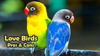 Love Birds as Pets: The Pros and Cons of Keeping Love Birds as Pet