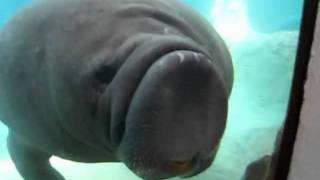 Manatee VS Glass