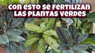 CÓMO FERTILIZAR Y CUIDAR LAS PLANTAS VERDES/Liliana Muñoz