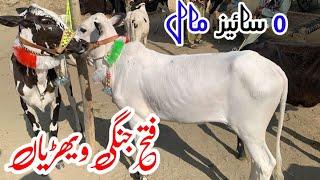 Gondal mandi attock latest update  2024 ll Dhani cows ll jamil tv ll