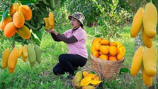 Harvesting Green mango to the Market to Sell  Gardening growing vegetables! Lucia's daily life