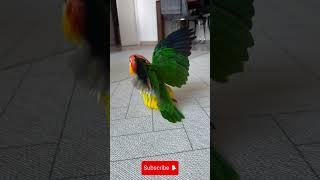 Cute Parrot Performing Amazing Somersaults  #birdfunnymoments