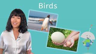 Birds - Biology for Teens!