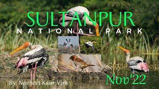 Sultanpur National Park Gurgaon | Sultanpur Bird Sanctuary Best time to visit #sultanpurnationalpark