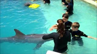 Children Swim with Dolphins Miami