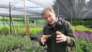 Choosing plants for your herbaceous borders RHS Chelsea Flower Show