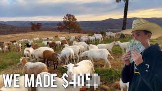 How To Make Money Raising Sheep