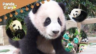 FuBao's Self-introduction of her family | Everland Panda World 'FuBao' [Panda Diary] (Eng Sub)