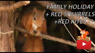 RED SQUIRRELS, RED KITES ,on a family holiday, NO WAY!  WILDLIFE PHOTOGRAPHY, NATURE PHOTOGRAPHY.