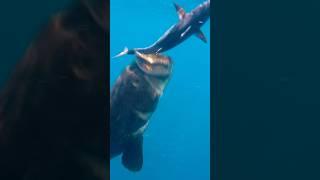 Giant Grouper Eats Bonito Underwater