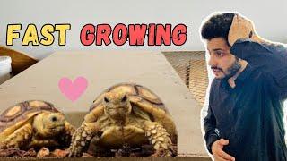 Tortoise ka Size brah gya  | Sump Filter saf krdia 