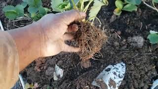 How We Replanted Our Strawberry Bed For Free