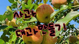 사과 대과만들기~정말 가능한가요? 꿈인가요?