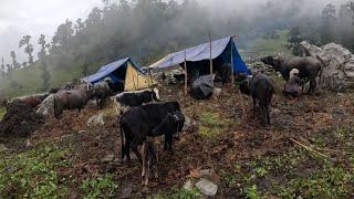 Naturally Nepali Himalayan Village Life|Rural Nepali Village||Most Relaxing Shepherd Life|Rural Life