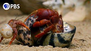 How Hermit Crabs Choose Their Shells