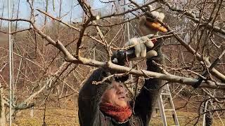 45년 경력 고수분이 알려주는 경봉복숭아 전지잘하는방법.신비복숭아전지교육.2월5일수요일.전화:010-3545-6514.
