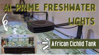 Review and Demo - AI Prime Freshwater Lights on African Cichlid Waterbox Tank!