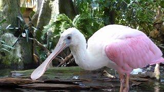 Spoonbills Feeding FYV