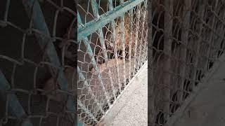 Aggressive Lion In Vehari Zoo #zoo #viralreels #vehari #lion