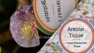 Loose Areolar Tissue Histology