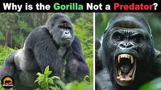 This is Why a Strong Gorilla is Not a Predator