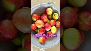 신비복숭아 첫 수확.....신비복숭아 수확