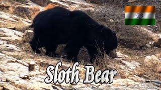  Sloth Bear (Ranthambore) 