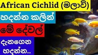 African Cichlid (Malawi) Care in Sinhala||How to rear Malawi fish