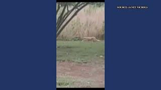 RAW: Woman claims she has a cougar living in her backyard