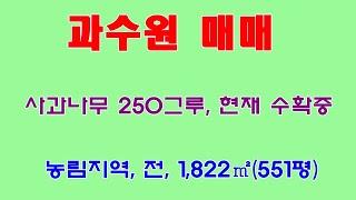 828. 사과 과수원 매매(포항시 북구 기계면인비리)