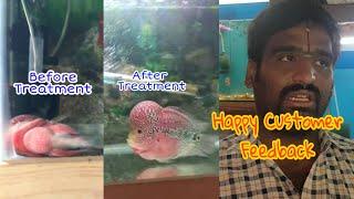 Flower horn swim bladder Disease cured with Fish Dr medicines