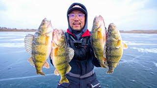 Ice Fishing Prairie Pothole Perch! (CATCH CLEAN COOK)