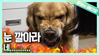 본격 분노조절장애 댕댕이! 인상이 아주 그냥 동네 문신 견달급!┃A Dog With Anger Management Issues! Like a Tatted Gangster!