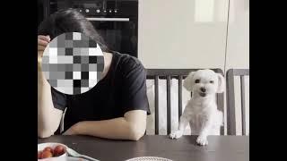 좀 주라 줘 광광 ㅠㅇㅠ !!! 식탐많은 말티즈 랑랑펀치