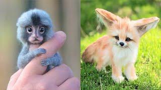 15 Small And Cute Exotic Animals You Can Own As Pets